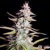 Xtreme Auto Feminised — изображение 2