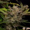 Zkittlez Auto Feminised