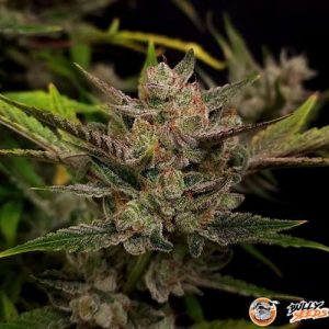 Zkittlez Auto Feminised