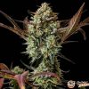 Zkittlez Auto Feminised — изображение 2