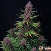 Zkittlez Og Auto Feminised — изображение 2