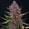 Zkittlez Og Auto Feminised