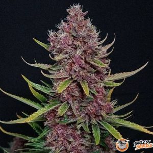 Zkittlez Og Auto Feminised